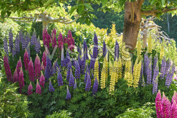 Lupinus Lupinova™ collectie