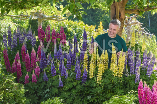 Lupinus Lupinova™ collectie