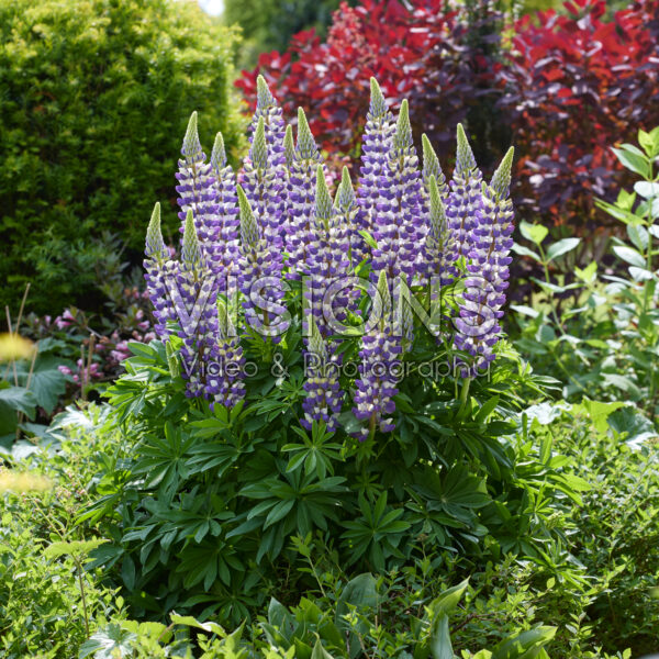 Lupinus Lupinova™ Cierra Lupinus Lupinova™ Cierra