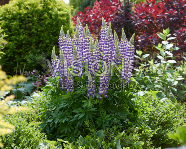 Lupinus Lupinova™ Cierra Lupinus Lupinova™ Cierra