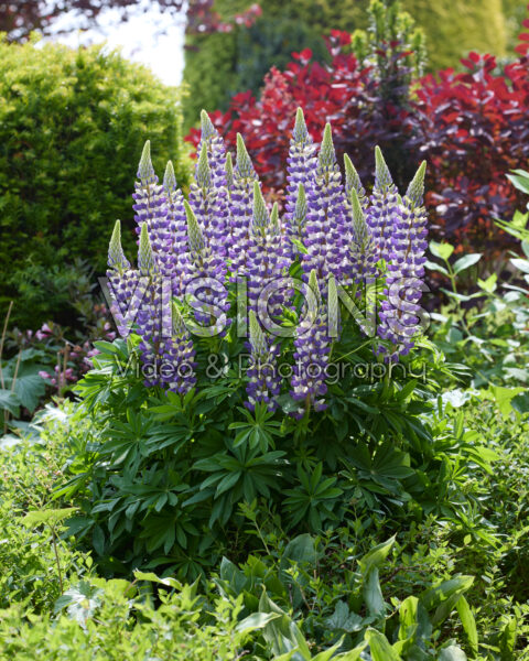 Lupinus Lupinova™ Cierra Lupinus Lupinova™ Cierra