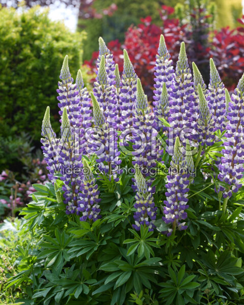 Lupinus Lupinova™ Cierra Lupinus Lupinova™ Cierra
