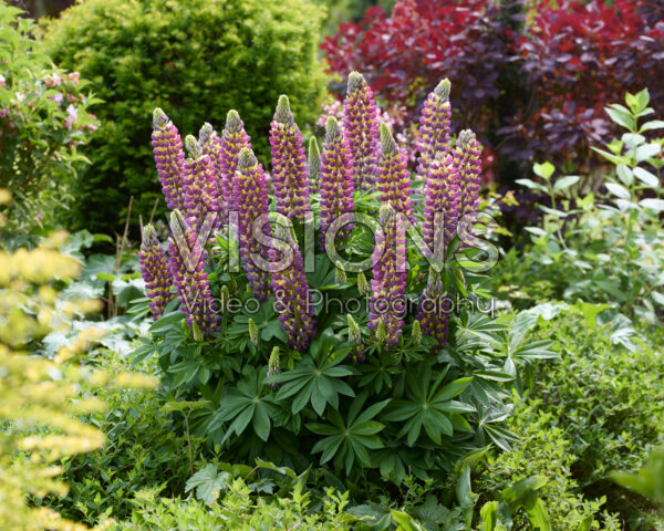 Lupinus Lupinova™ 