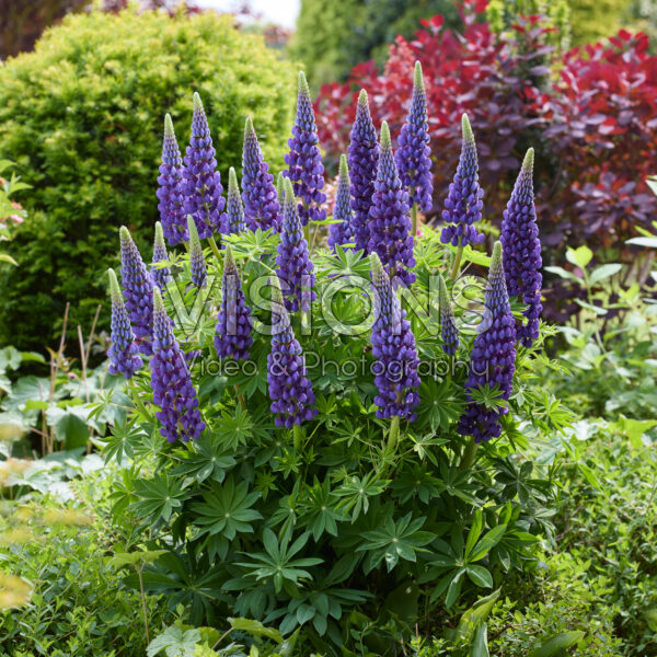 Lupinus Lupinova™ Lyanna Lupinus Lupinova™ Lyanna
