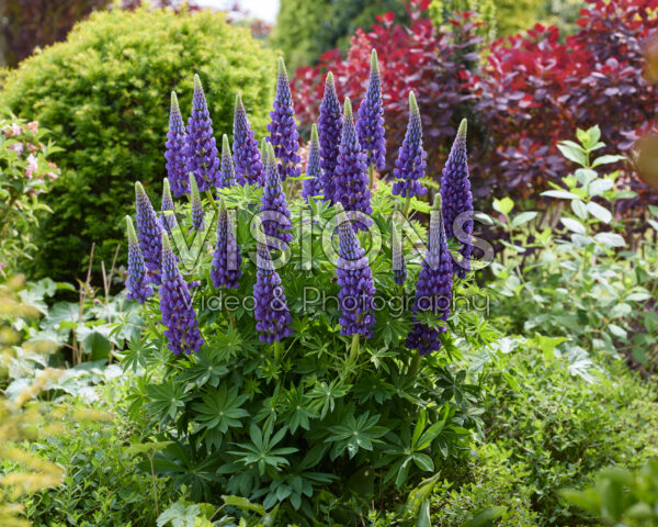 Lupinus Lupinova™ Lyanna