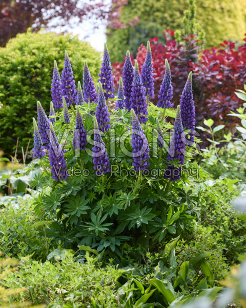 Lupinus Lupinova™ Lyanna Lupinus Lupinova™ Lyanna