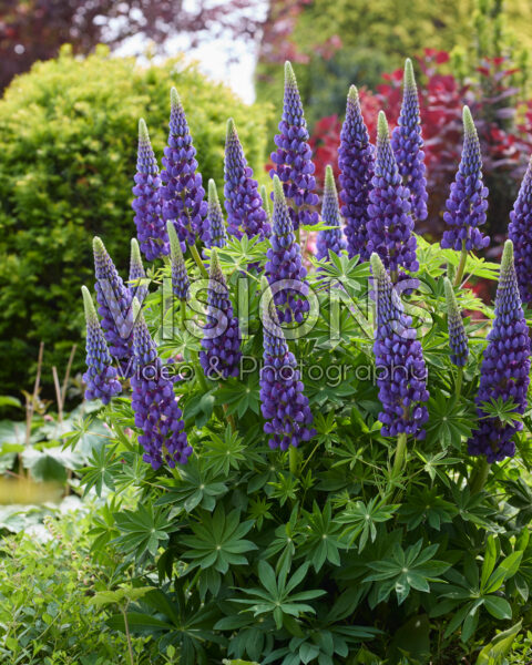 Lupinus Lupinova™ Lyanna Lupinus Lupinova™ Lyanna