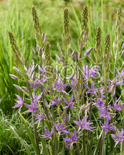 Camassia Violet Candle Camassia Violet Candle