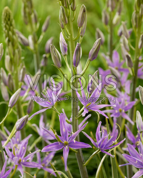 Camassia Violet Candle Camassia Violet Candle
