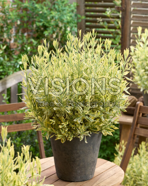 Lavandula Meerlo