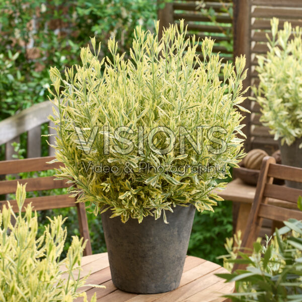 Lavandula Meerlo Lavandula Meerlo