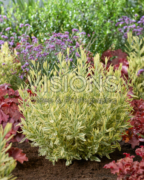 Lavandula x heterophylla Meerlo