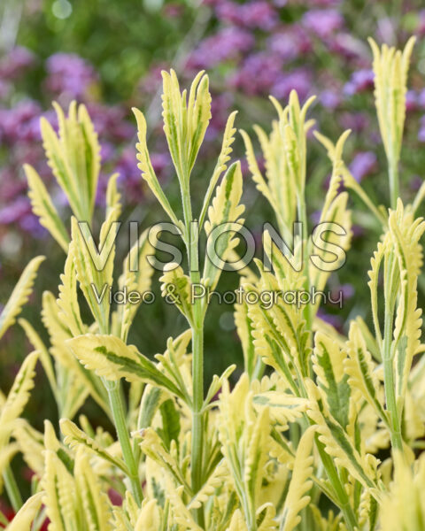 Lavandula Meerlo Lavandula Meerlo