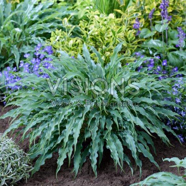 Hosta Silly String Hosta Silly String