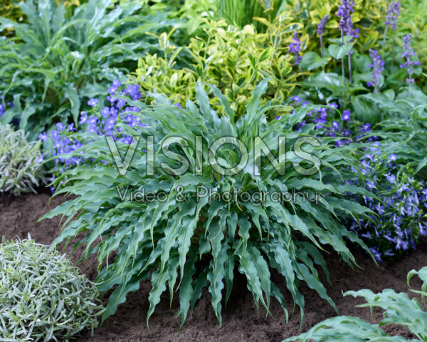 Hosta Silly String Hosta Silly String