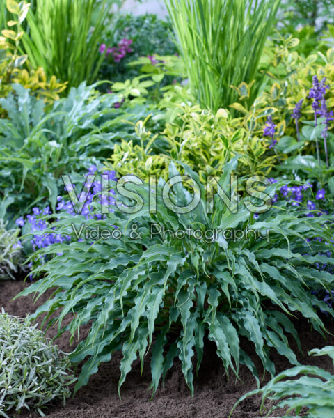 Hosta Silly String Hosta Silly String