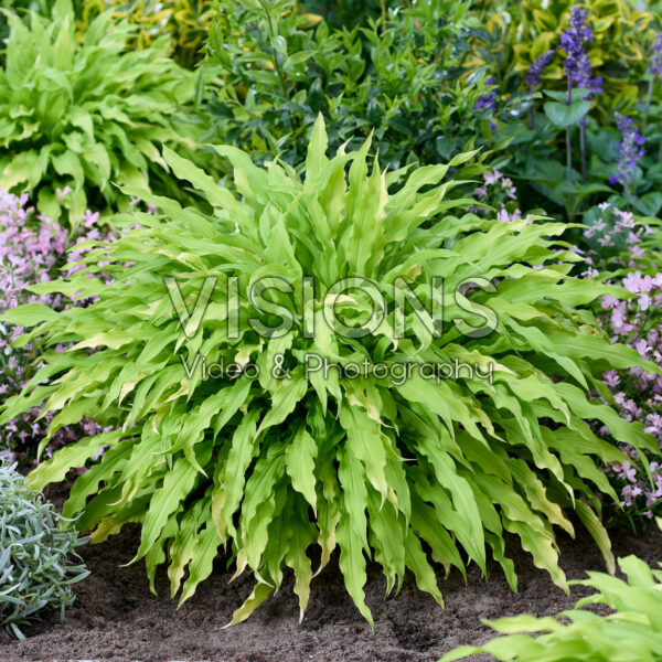 Hosta Party Streamers Hosta Party Streamers