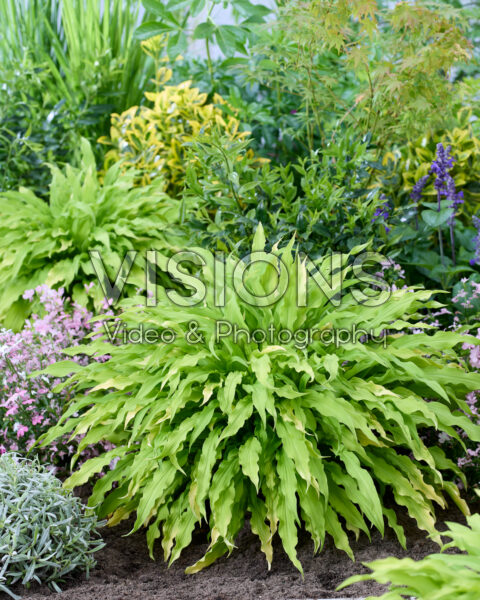 Hosta Party Streamers Hosta Party Streamers