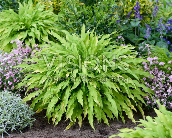 Hosta Party Streamers