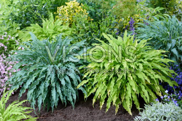 Hosta Party Streamers, Silly String
