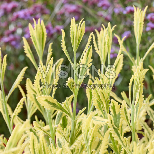 Lavandula Meerlo Lavandula Meerlo