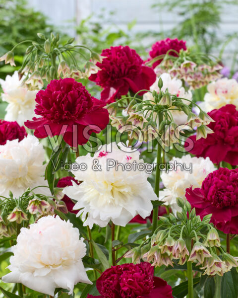 Peonies and Allium siculum mix Peonies and Allium siculum mix