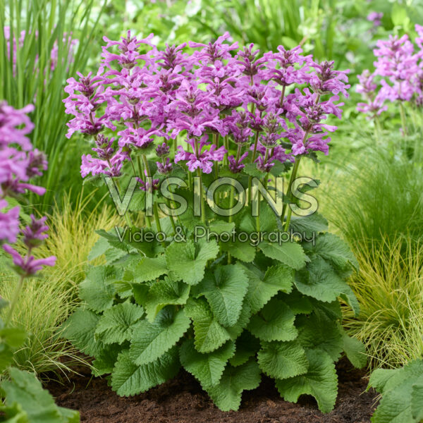 Stachys Punky Purple Stachys Punky Purple