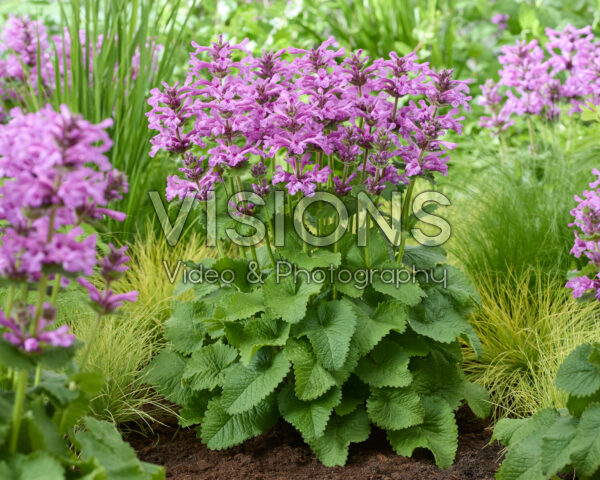 Stachys Punky Purple Stachys Punky Purple