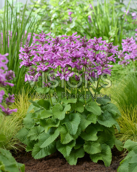Stachys Punky Purple Stachys Punky Purple
