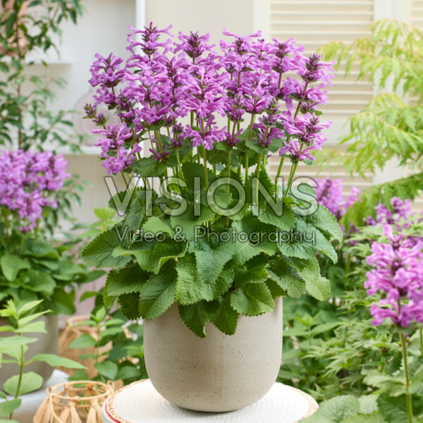 Stachys Punky Purple Stachys Punky Purple