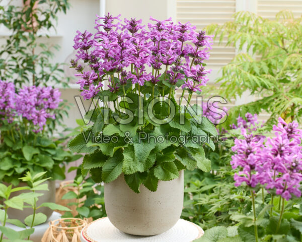 Stachys Punky Purple Stachys Punky Purple
