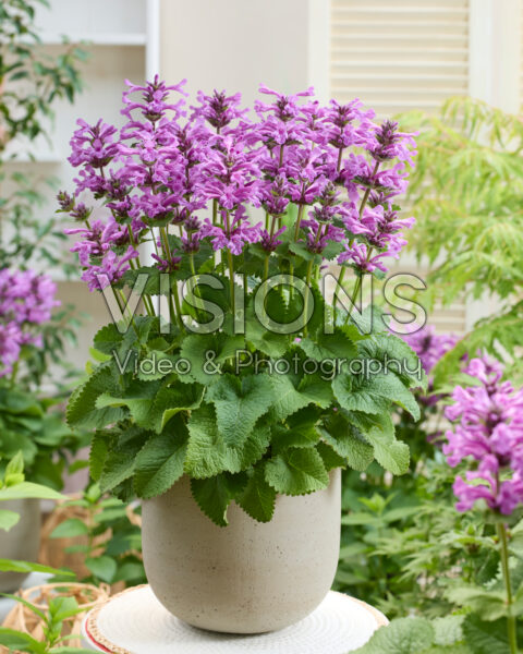Stachys Punky Purple Stachys Punky Purple