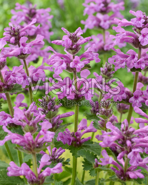 Stachys Punky Purple Stachys Punky Purple