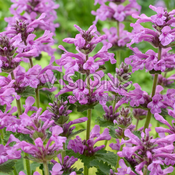 Stachys Punky Purple Stachys Punky Purple