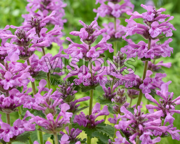 Stachys Punky Purple Stachys Punky Purple