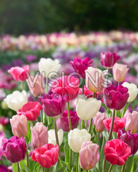 Tulipa triumph mix Tulipa triumph mix