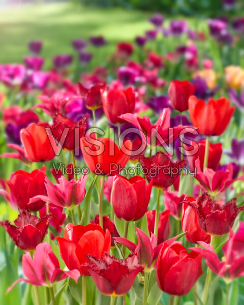 Tulipa rood gemengd