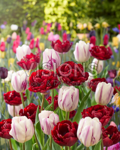 Tulipa Flaming Flag, Uncle Tom Tulipa Flaming Flag, Uncle Tom
