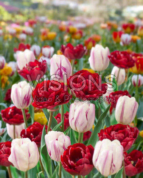 Tulipa Flaming Flag, Uncle Tom Tulipa Flaming Flag, Uncle Tom