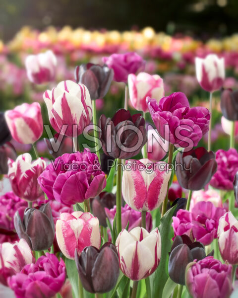 Tulipa paars gemengd Tulipa paars gemengd