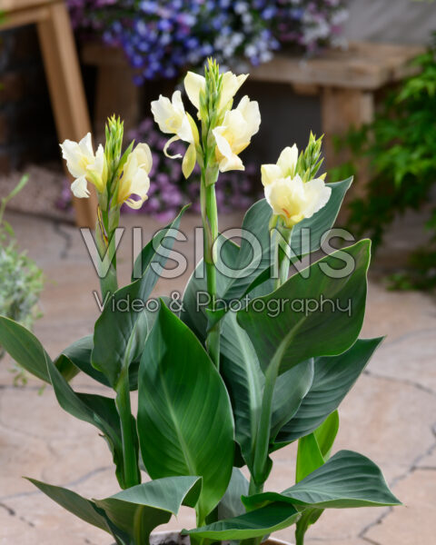 Canna Alaska Canna Alaska