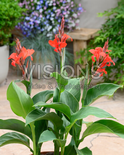 Canna Kreta Canna Kreta