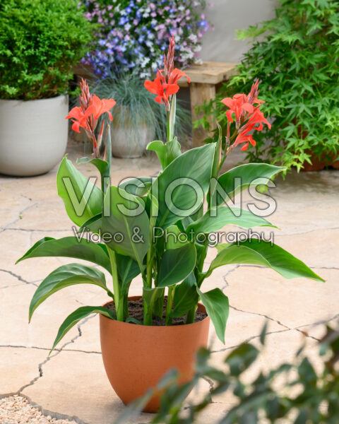 Canna Kreta Canna Kreta