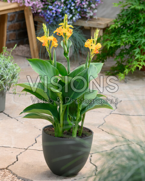 Canna Tenerife Canna Tenerife