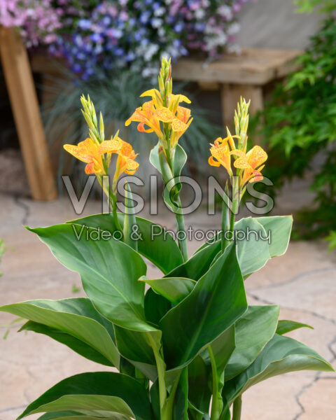 Canna Tenerife Canna Tenerife