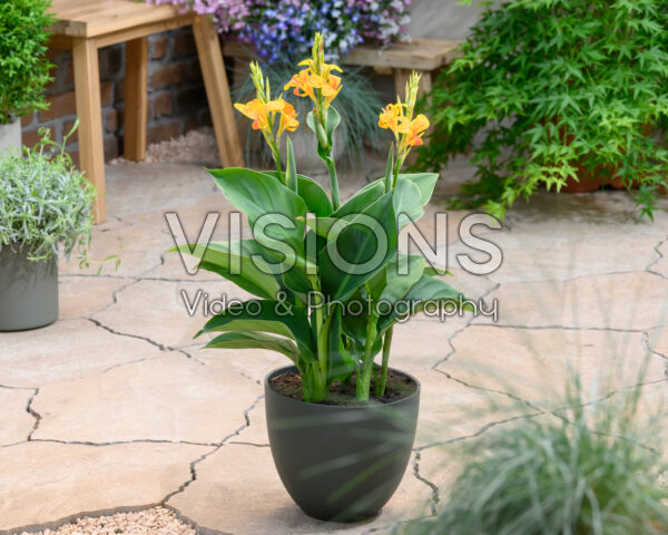 Canna Tenerife Canna Tenerife