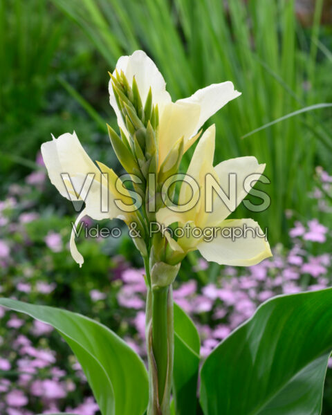 Canna Alaska Canna Alaska