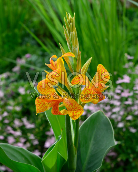Canna Tenerife Canna Tenerife