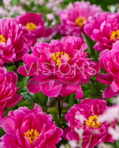 Paeonia Nice Gal Paeonia Nice Gal