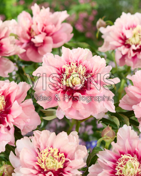Paeonia Caroline Constabel Paeonia Caroline Constabel